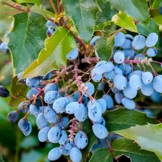 Oregon Grape